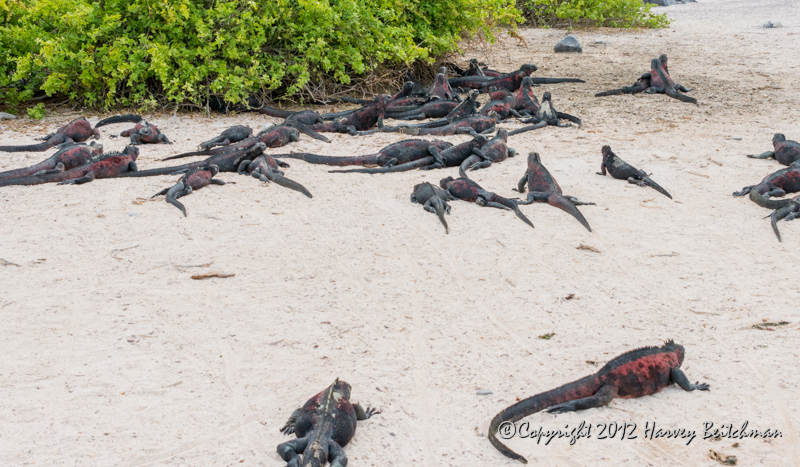 3693 Iguana convention.jpg